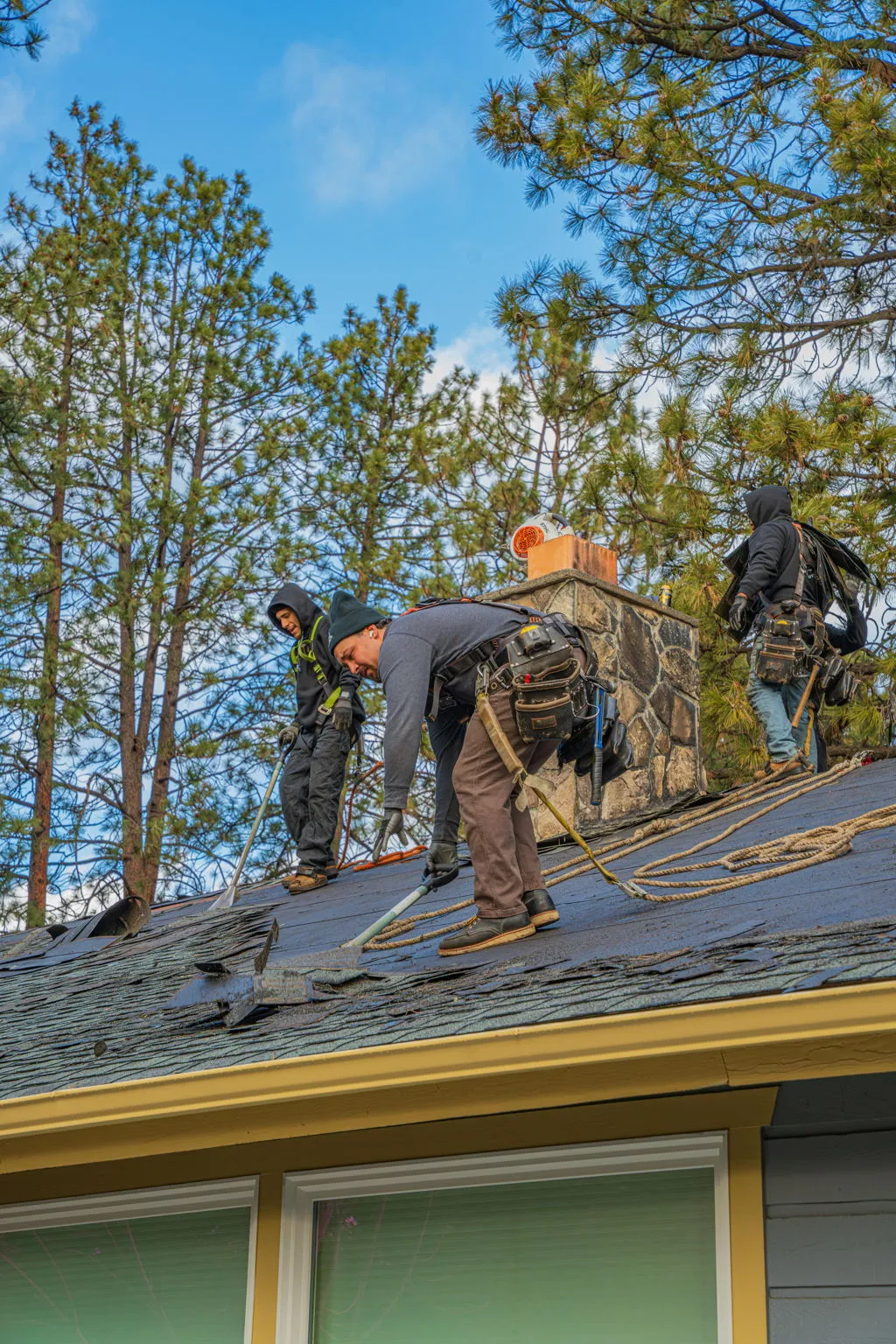 Roofer using a tear-off shovel to strip shingles from the deck